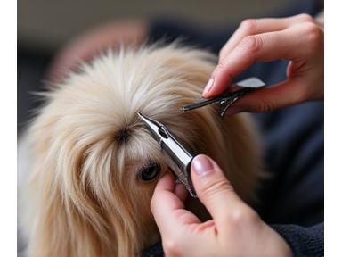 Cortes especializados grooming profesional